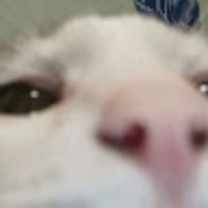 Meet your Posher, Felix